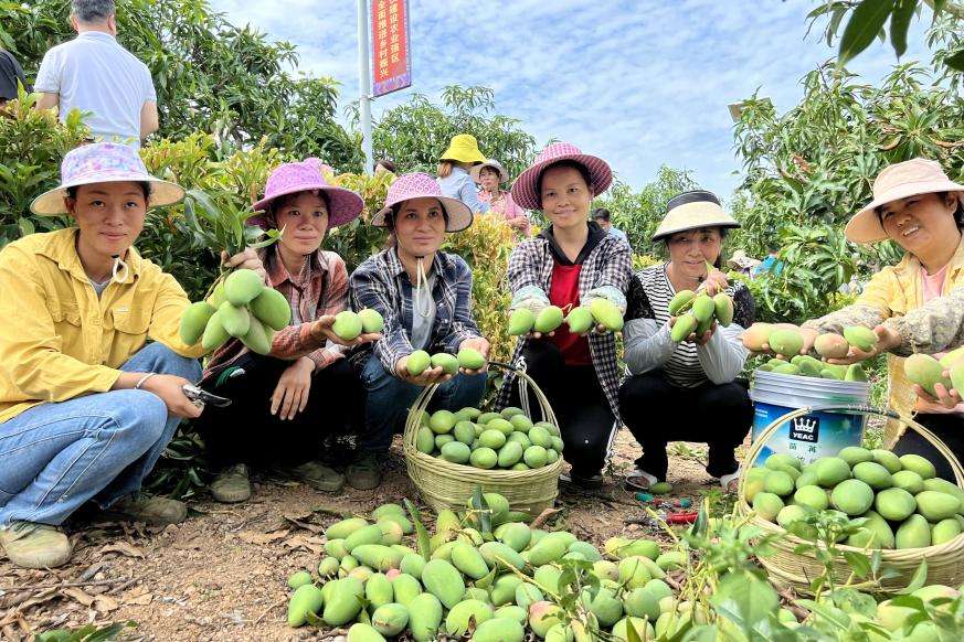 果農(nóng)們展示采摘下的芒果
