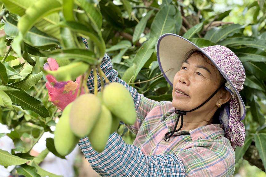 果農(nóng)在果園里采摘芒果